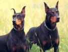 attention le dobermane et danjoureux